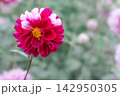 ダリア 142950305