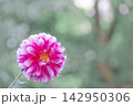 ダリア 142950306