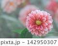 ダリア 142950307