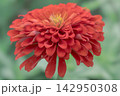 ダリア 142950308
