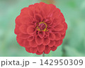 ダリア 142950309