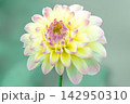 ダリア 142950310