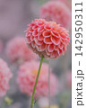 ダリア 142950311