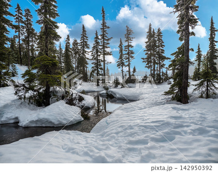 Winter Forest Stream with Snow Covered Banks and Pine Trees 142950392