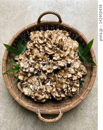 竹かごに入った大きな天然舞茸(マイタケ) 秋の味覚・食材素材 竹かごに入った大きな天然舞茸(マイタケ) 秋の味覚・食材素材 142950456