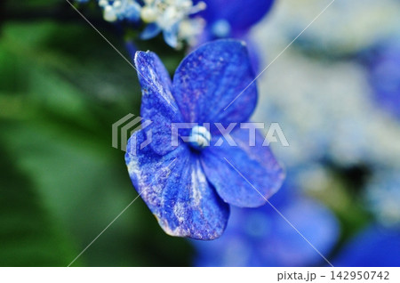 鮮やかな青色が目を引く紫陽花の一輪のクローズアップ 鮮やかな青色が目を引く紫陽花の一輪のクローズアップ 142950742