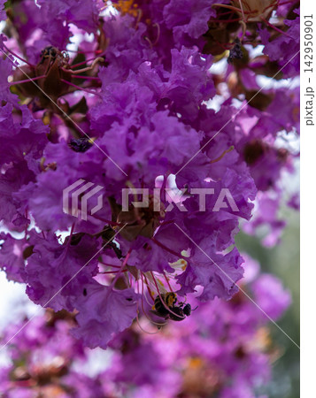 鮮やかな紫の花と蜜蜂 鮮やかな紫の花と蜜蜂 142950901