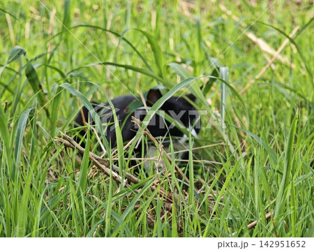 緑の草間に隠れる猫 緑の草間に隠れる猫 142951652