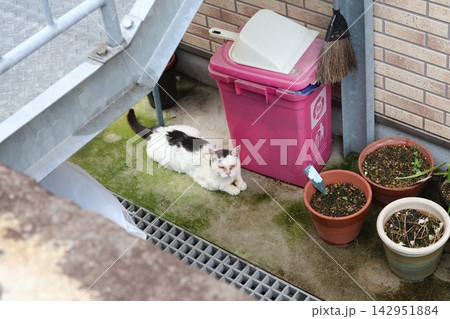 住宅の片隅でくつろぐ白黒猫 142951884