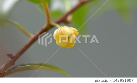 淡い黄色の花を咲かせるサネカズラの雌花 142951907