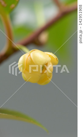 淡い黄色の花を咲かせるサネカズラの雌花 142951908
