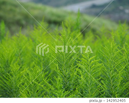平尾台に群生していた背の高い草 平尾台に群生していた背の高い草 142952405