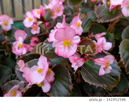 優しいピンク色に咲きそろうベゴニアの花 優しいピンク色に咲きそろうベゴニアの花 142952596