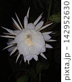 White Blooming Queen of-the-Night Flower 142952630