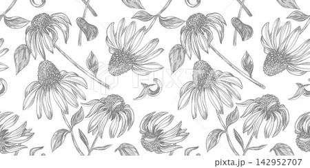 Vector seamless pattern of echinacea. Sketch of black samson in engraving style. Clipart for herbal tea. Spring flowers in ancient technique of etching. Linear ink line drawing of purple coneflower. 142952707