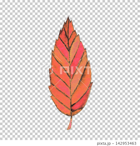 Watercolor illustration of withered fallen leaves Watercolor illustration of withered fallen leaves 142953463