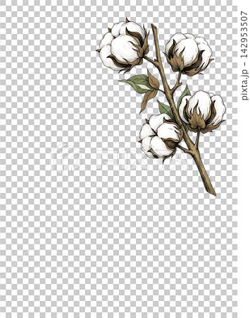 Hand Drawn Cotton Boll Branch Botanical Element with Natural Asymmetric Functional Composition Hand Drawn Cotton Boll Branch Botanical Element with Natural Asymmetric Functional Composition 142953507