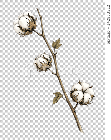 Hand Drawn Cotton Boll Branch Botanical Element with Natural Asymmetric Functional Composition Hand Drawn Cotton Boll Branch Botanical Element with Natural Asymmetric Functional Composition 142953512