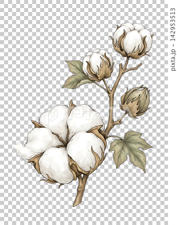 Hand Drawn Cotton Boll Branch Botanical Element with Natural Asymmetric Functional Composition Hand Drawn Cotton Boll Branch Botanical Element with Natural Asymmetric Functional Composition 142953513