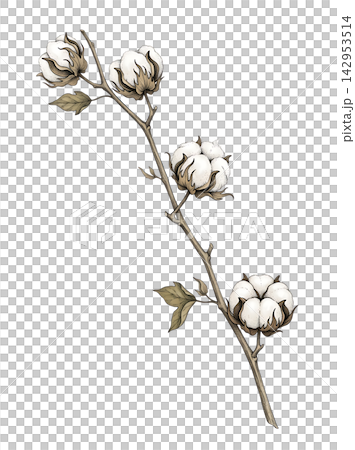 Hand Drawn Cotton Boll Branch Botanical Element with Natural Asymmetric Functional Composition Hand Drawn Cotton Boll Branch Botanical Element with Natural Asymmetric Functional Composition 142953514