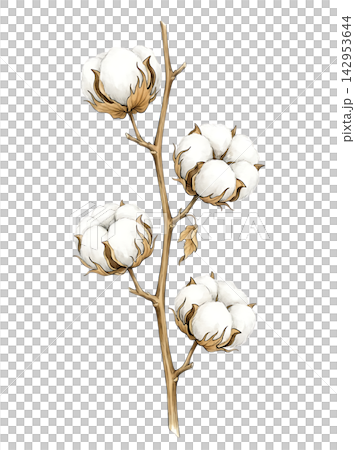 Hand Drawn Cotton Boll Branch Botanical Element with Natural Asymmetric Functional Composition 142953644