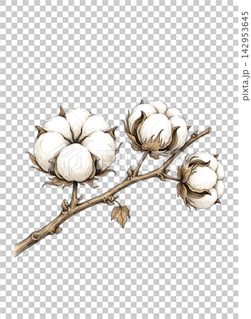 Hand Drawn Cotton Boll Branch Botanical Element with Natural Asymmetric Functional Composition Hand Drawn Cotton Boll Branch Botanical Element with Natural Asymmetric Functional Composition 142953645