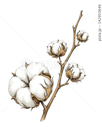Hand Drawn Cotton Boll Branch Botanical Element with Natural Asymmetric Functional Composition 142953646