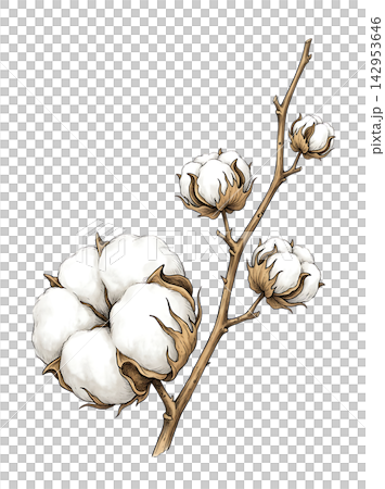 Hand Drawn Cotton Boll Branch Botanical Element with Natural Asymmetric Functional Composition 142953646
