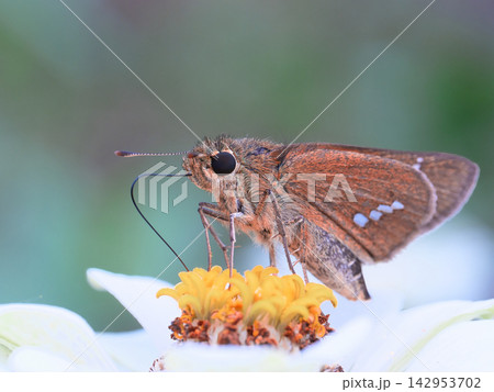 花の蜜を吸うセセリ 花の蜜を吸うセセリ 142953702