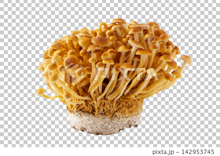 Cutout material of brown enoki mushroom clusters and substrate on a transparent background. Cutout material of brown enoki mushroom clusters and substrate on a transparent background. 142953745