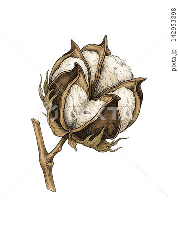 Hand Drawn Cotton Branch with Mature White Cotton and Developing Bolls Isolated on Transparent Background Hand Drawn Cotton Branch with Mature White Cotton and Developing Bolls Isolated on Transparent Background 142953898
