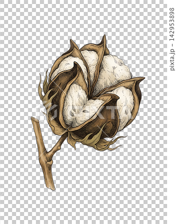 Hand Drawn Cotton Branch with Mature White Cotton and Developing Bolls Isolated on Transparent Background Hand Drawn Cotton Branch with Mature White Cotton and Developing Bolls Isolated on Transparent Background 142953898
