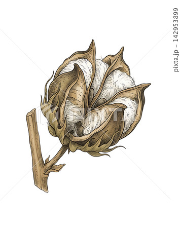 Hand Drawn Cotton Branch with Mature White Cotton and Developing Bolls Isolated on Transparent Background Hand Drawn Cotton Branch with Mature White Cotton and Developing Bolls Isolated on Transparent Background 142953899