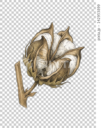 Hand Drawn Cotton Branch with Mature White Cotton and Developing Bolls Isolated on Transparent Background Hand Drawn Cotton Branch with Mature White Cotton and Developing Bolls Isolated on Transparent Background 142953899