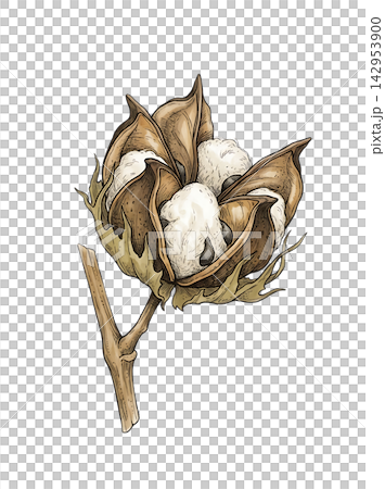 Hand Drawn Cotton Branch with Mature White Cotton and Developing Bolls Isolated on Transparent Background 142953900
