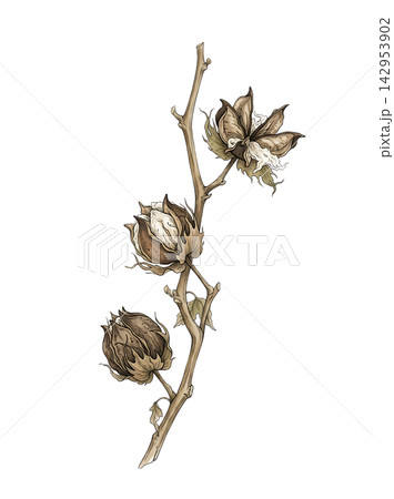 Hand Drawn Cotton Branch with Mature White Cotton and Developing Bolls Isolated on Transparent Background Hand Drawn Cotton Branch with Mature White Cotton and Developing Bolls Isolated on Transparent Background 142953902