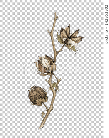 Hand Drawn Cotton Branch with Mature White Cotton and Developing Bolls Isolated on Transparent Background Hand Drawn Cotton Branch with Mature White Cotton and Developing Bolls Isolated on Transparent Background 142953902