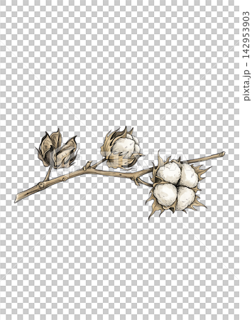 Hand Drawn Cotton Branch with Mature White Cotton and Developing Bolls Isolated on Transparent Background 142953903