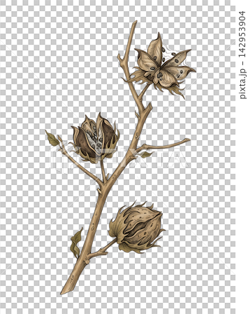Hand Drawn Cotton Branch with Mature White Cotton and Developing Bolls Isolated on Transparent Background Hand Drawn Cotton Branch with Mature White Cotton and Developing Bolls Isolated on Transparent Background 142953904