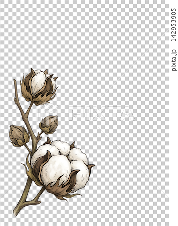 Hand Drawn Cotton Branch with Mature White Cotton and Developing Bolls Isolated on Transparent Background Hand Drawn Cotton Branch with Mature White Cotton and Developing Bolls Isolated on Transparent Background 142953905