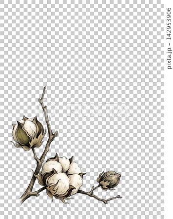 Hand Drawn Cotton Branch with Mature White Cotton and Developing Bolls Isolated on Transparent Background Hand Drawn Cotton Branch with Mature White Cotton and Developing Bolls Isolated on Transparent Background 142953906
