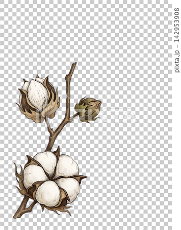 Hand Drawn Cotton Branch with Mature White Cotton and Developing Bolls Isolated on Transparent Background Hand Drawn Cotton Branch with Mature White Cotton and Developing Bolls Isolated on Transparent Background 142953908
