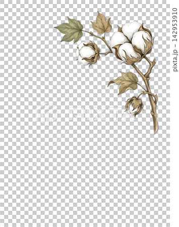 Hand Drawn Cotton Branch with Mature White Cotton and Developing Bolls Isolated on Transparent Background 142953910