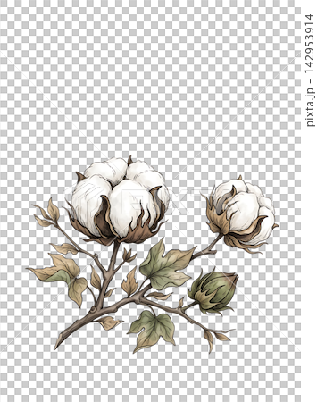Hand Drawn Cotton Branch with Mature White Cotton and Developing Bolls Isolated on Transparent Background Hand Drawn Cotton Branch with Mature White Cotton and Developing Bolls Isolated on Transparent Background 142953914