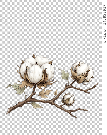 Hand Drawn Cotton Branch with Mature White Cotton and Developing Bolls Isolated on Transparent Background Hand Drawn Cotton Branch with Mature White Cotton and Developing Bolls Isolated on Transparent Background 142953917