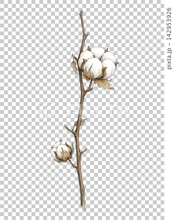 Hand Drawn Cotton Branch with Mature White Cotton and Developing Bolls Isolated on Transparent Background Hand Drawn Cotton Branch with Mature White Cotton and Developing Bolls Isolated on Transparent Background 142953926