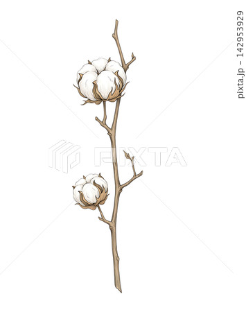 Hand Drawn Cotton Branch with Mature White Cotton and Developing Bolls Isolated on Transparent Background Hand Drawn Cotton Branch with Mature White Cotton and Developing Bolls Isolated on Transparent Background 142953929