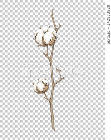 Hand Drawn Cotton Branch with Mature White Cotton and Developing Bolls Isolated on Transparent Background Hand Drawn Cotton Branch with Mature White Cotton and Developing Bolls Isolated on Transparent Background 142953929