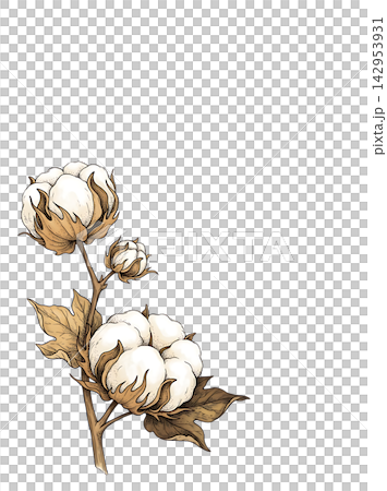 Hand Drawn Cotton Branch with Mature White Cotton and Developing Bolls Isolated on Transparent Background Hand Drawn Cotton Branch with Mature White Cotton and Developing Bolls Isolated on Transparent Background 142953931