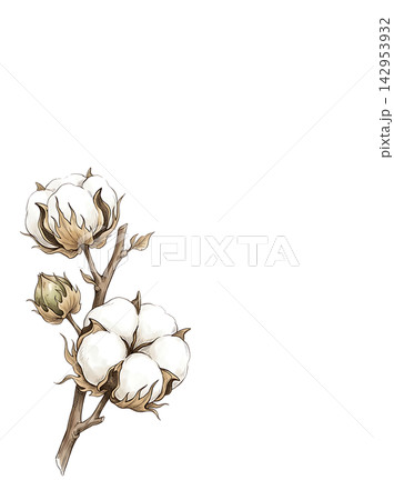 Hand Drawn Cotton Branch with Mature White Cotton and Developing Bolls Isolated on Transparent Background 142953932